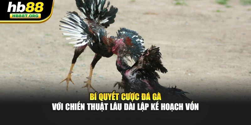 Bí Quyết Cược Đá Gà Với Chiến Thuật Lâu Dài Tại HB88 - VNVIP