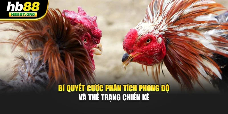 Đá Gà Trực Tuyến Có Bao Nhiêu Loại Cược Tại Nhà Cái HB88 - VNVIP