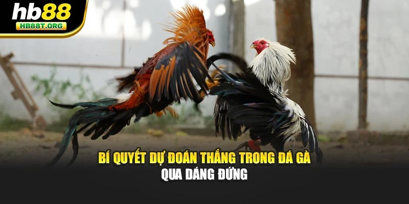Bí Quyết Dự Đoán Thắng Trong Đá Gà – Chiến Thuật Tại HB88 - VNVIP