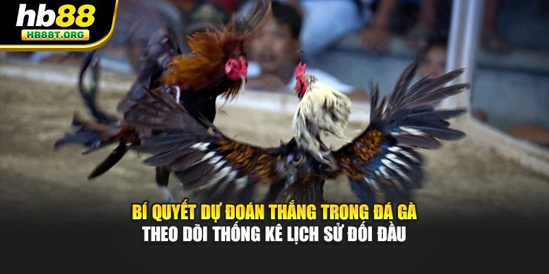 Bí Quyết Dự Đoán Thắng Trong Đá Gà – Chiến Thuật Tại HB88 - VNVIP