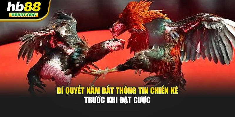 Chơi Đá Gà Trực Tuyến Với Tiền Thưởng Khủng Tại HB88 - VNVIP