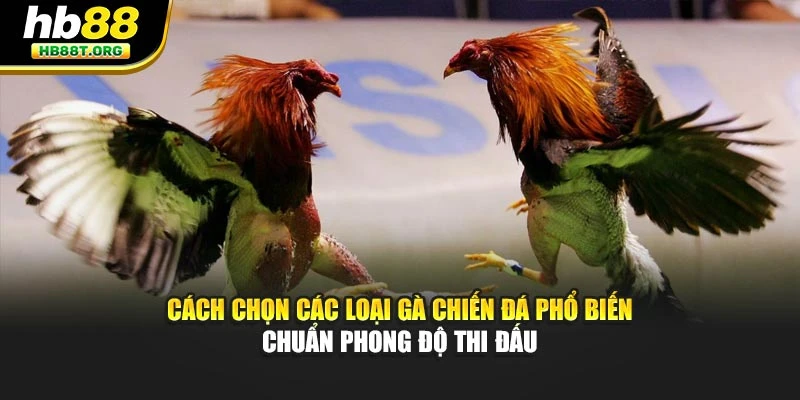Các Loại Gà Chiến Đá Phổ Biến Hb88 – Sức Mạnh Chiến Thắng - VNVIP