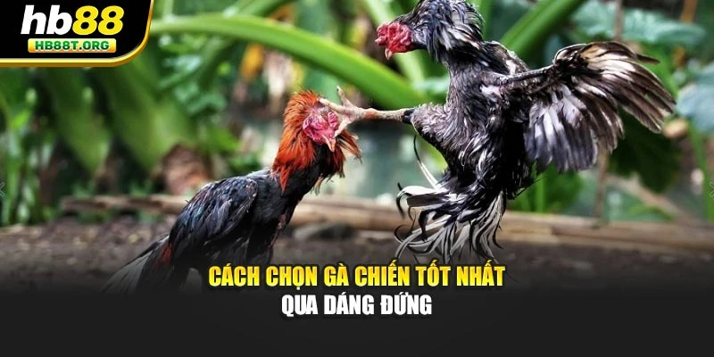 Cách Chọn Gà Chiến Tốt Nhất – Bí Quyết Bất Bại Tại HB88 - VNVIP
