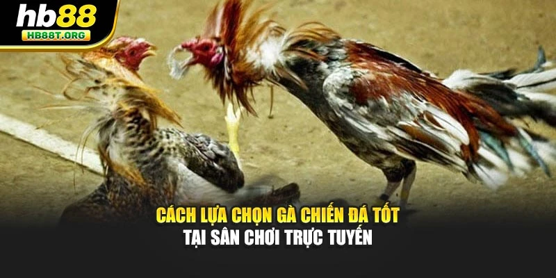 Cách Lựa Chọn Gà Chiến Đá Tốt, Quyết Định Thắng Bại Tại Hb88 - VNVIP