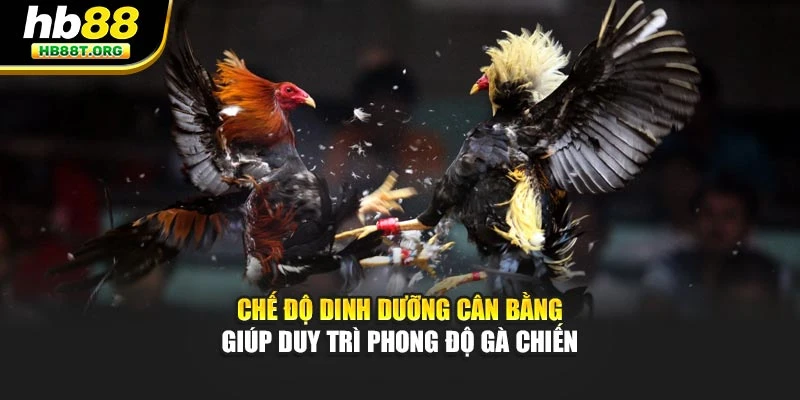 Cách Chọn Gà Chiến Tốt Nhất – Bí Quyết Bất Bại Tại HB88 - VNVIP