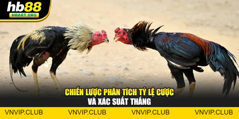 Chiến Lược Đá Gà Hiệu Quả – Bí Quyết Phân Tích Kèo Tại HB88 - VNVIP