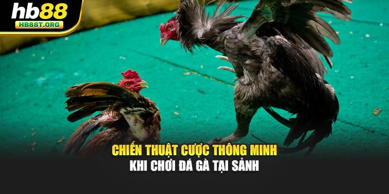 Chiến Thuật Cược Thông Minh Khi Chơi Đá Gà Cùng Hb88 - VNVIP