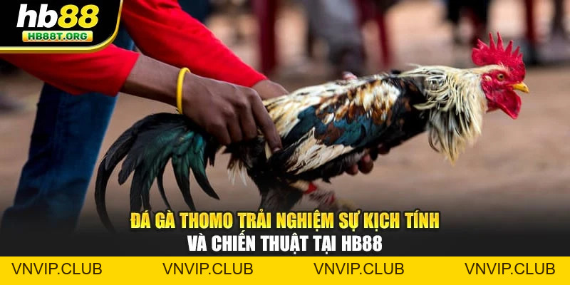 Đá Gà HB88 - Trải Nghiệm Kịch Tính, Chiến Thuật Thắng Lợi - VNVIP