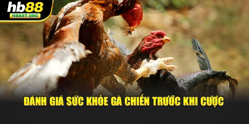 Cách Lựa Chọn Gà Chiến Đá Tốt, Quyết Định Thắng Bại Tại Hb88 - VNVIP