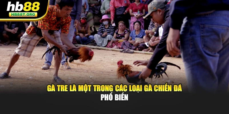 Các Loại Gà Chiến Đá Phổ Biến Hb88 – Sức Mạnh Chiến Thắng - VNVIP
