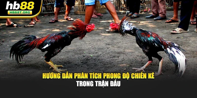 Hướng Dẫn Chơi Đá Gà Cho Người Mới – Dễ Thắng Cùng HB88 - VNVIP