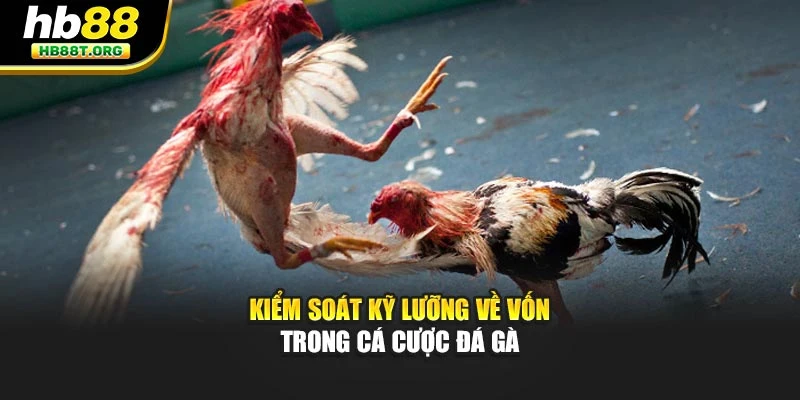 Chiến Thuật Cược Thông Minh Khi Chơi Đá Gà Cùng Hb88 - VNVIP