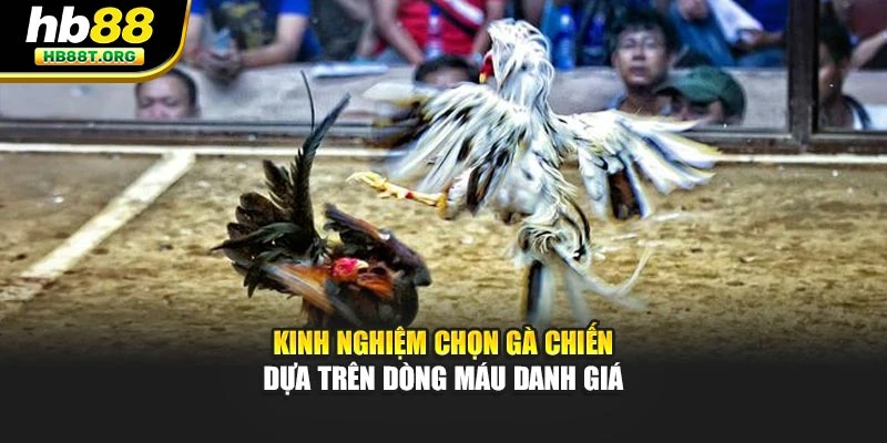 Cách Chọn Gà Chiến Tốt Nhất – Bí Quyết Bất Bại Tại HB88 - VNVIP