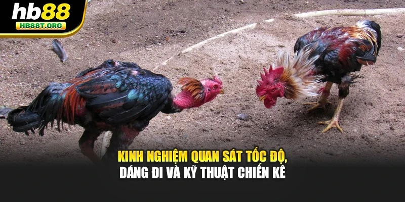 Bí Quyết Cược Đá Gà Với Chiến Thuật Lâu Dài Tại HB88 - VNVIP
