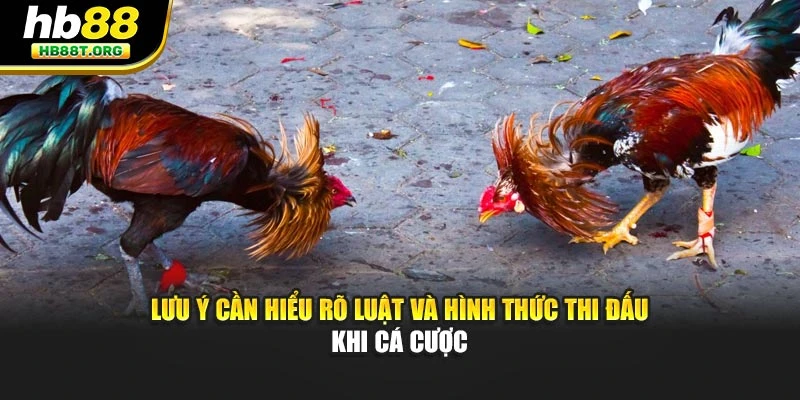 Các Loại Gà Chiến Đá Phổ Biến Hb88 – Sức Mạnh Chiến Thắng - VNVIP