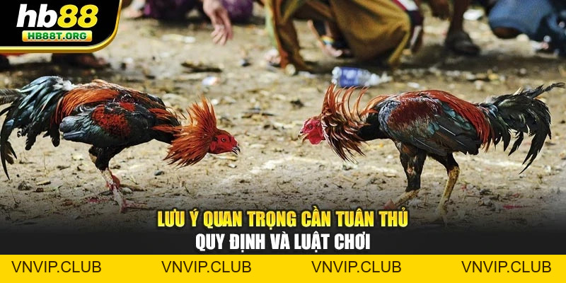 Đá Gà HB88 - Trải Nghiệm Kịch Tính, Chiến Thuật Thắng Lợi - VNVIP
