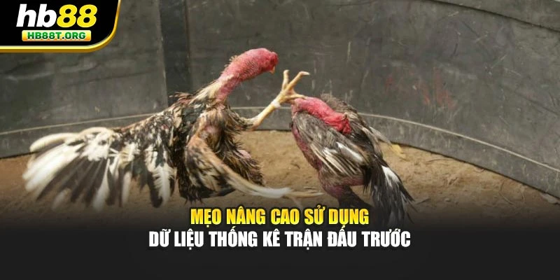 Hướng Dẫn Chơi Đá Gà Cho Người Mới – Dễ Thắng Cùng HB88 - VNVIP