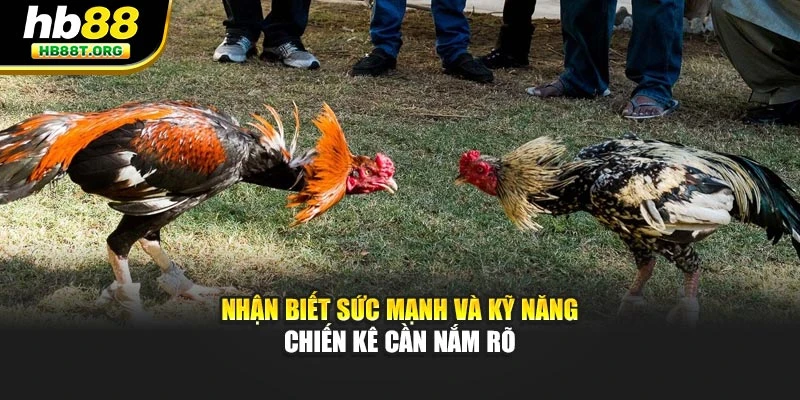 Hướng Dẫn Chơi Đá Gà Cho Người Mới – Dễ Thắng Cùng HB88 - VNVIP