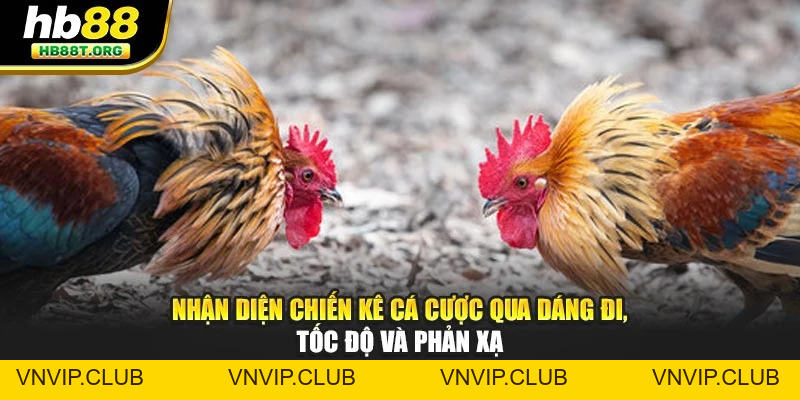 Chiến Lược Đá Gà Hiệu Quả – Bí Quyết Phân Tích Kèo Tại HB88 - VNVIP