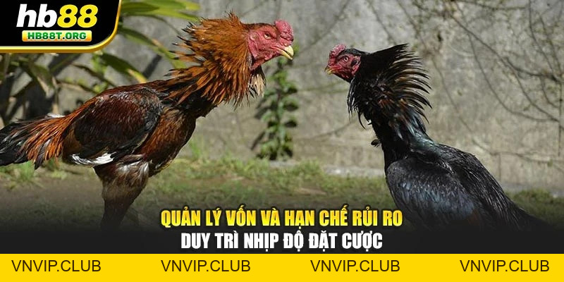 Chiến Lược Đá Gà Hiệu Quả – Bí Quyết Phân Tích Kèo Tại HB88 - VNVIP