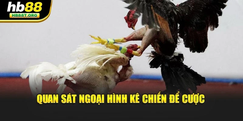 Cách Lựa Chọn Gà Chiến Đá Tốt, Quyết Định Thắng Bại Tại Hb88 - VNVIP