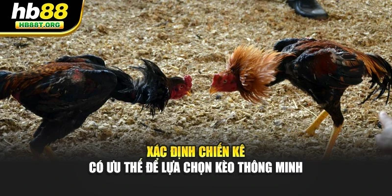 Bí Quyết Cược Đá Gà Với Chiến Thuật Lâu Dài Tại HB88 - VNVIP